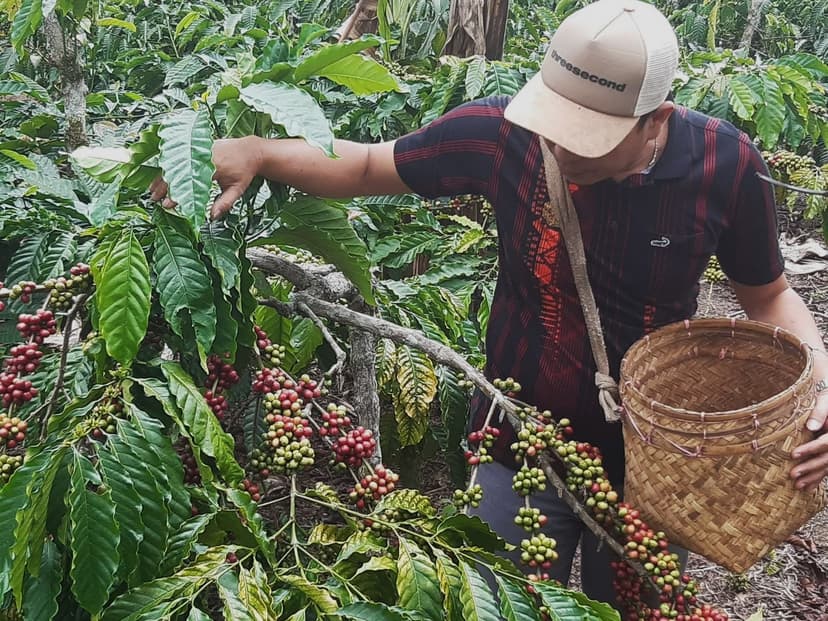 Coffee Farmers at Work