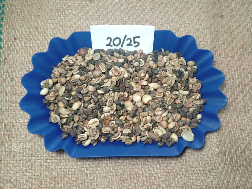 Indonesian Robusta Triage 20/25