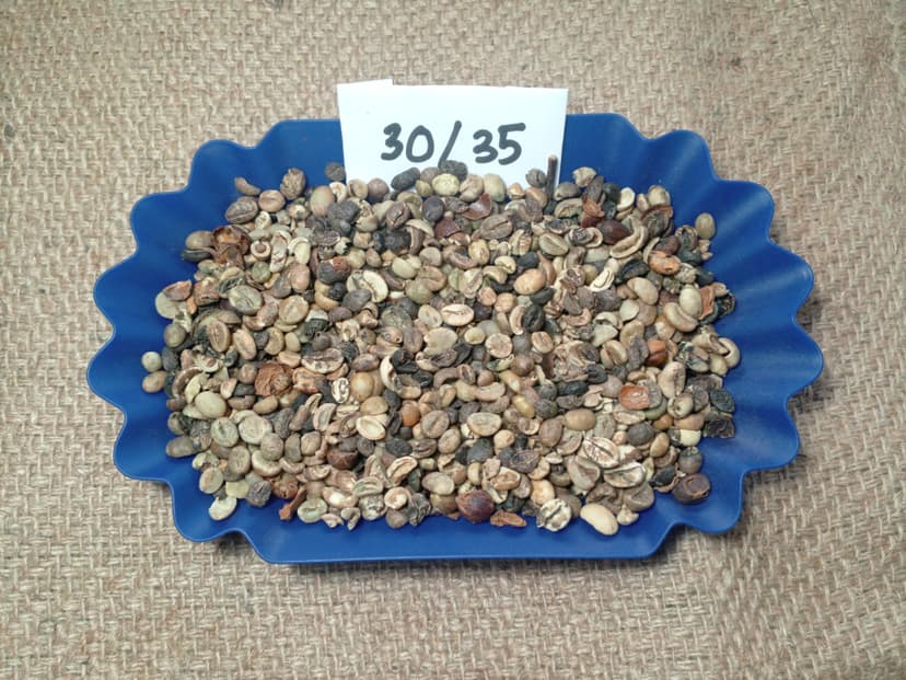 Indonesian Robusta Triage 30/35