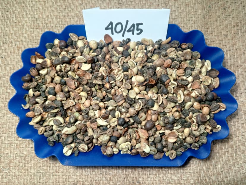 Indonesian Robusta Triage 40/45