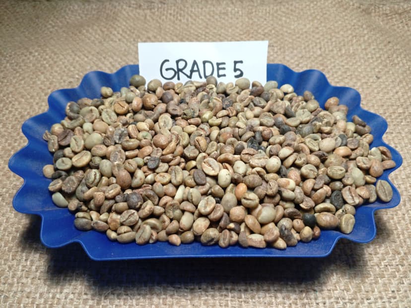 Indonesian Robusta EK-1 Grade 5 / 120 DEF