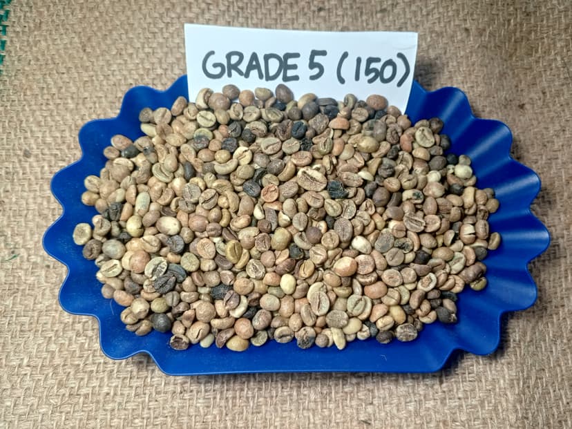 Indonesian Robusta EK-1 Grade 5 / 150 DEF