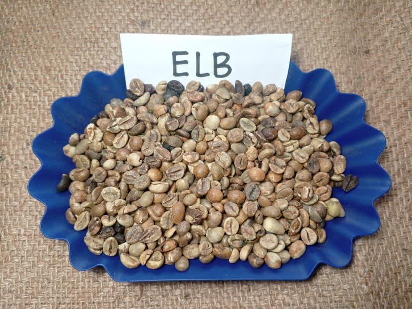 Indonesian Robusta ELB 350 BC