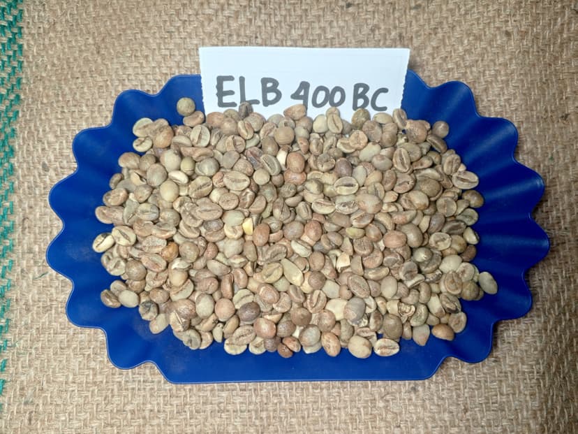 Indonesian Robusta ELB 400 BC