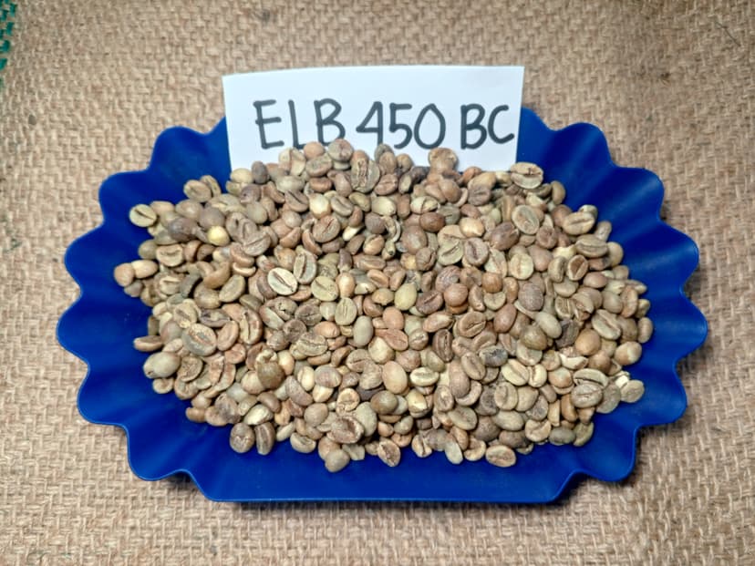 Indonesian Robusta ELB 450 BC